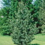 Cómo beneficiar tu jardín con la presencia de pinos
