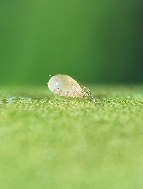 Cómo combatir áfidos y ácaros en arbustos ardientes