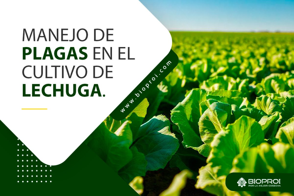 Cómo combatir eficazmente las plagas en los cultivos de lechuga