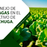 Cómo combatir eficazmente las plagas en los cultivos de lechuga