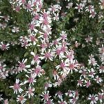 Cómo combatir eficazmente los ásteres invasivos en tu jardín