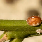 Cómo combatir eficazmente los insectos de escama en las plantas
