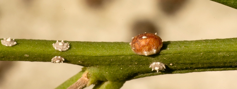 Cómo combatir eficazmente los insectos de escama en las plantas