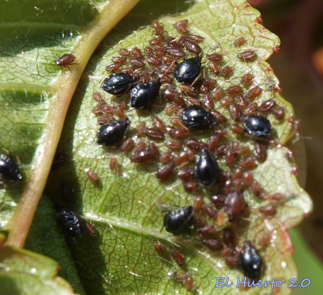 Cómo combatir eficazmente los pulgones en cerezos negros