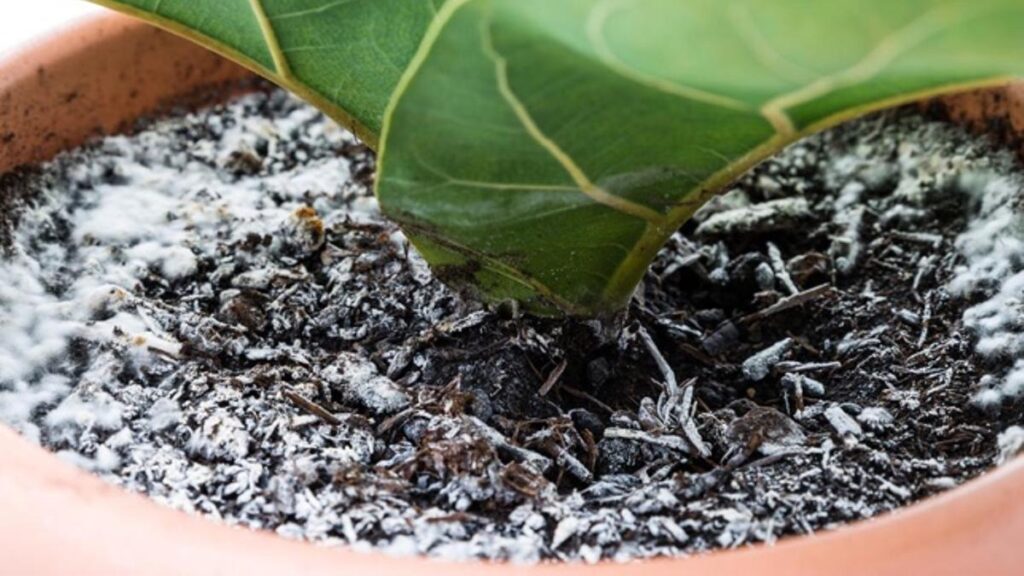 Cómo combatir el moho blanco en las espinacas de forma efectiva