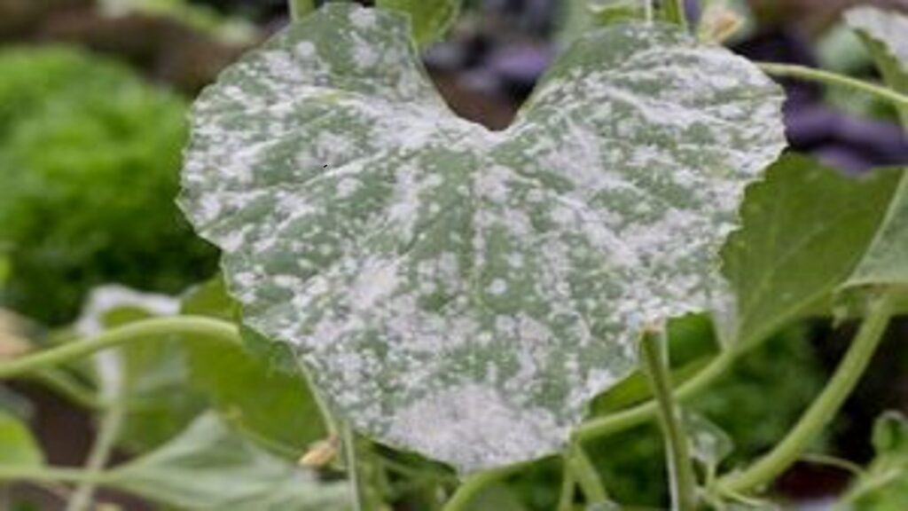 Cómo combatir el oídio y hongos blancos en hibiscos