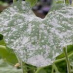 Cómo combatir el oídio y hongos blancos en hibiscos