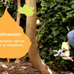 Cómo combatir la Enredadera Dorada de manera efectiva