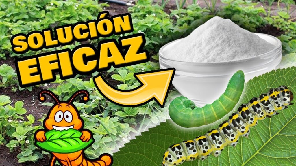 Cómo combatir las orugas Spanworms en tu jardín de forma eficaz