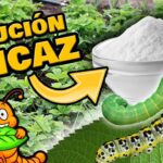 Cómo combatir las orugas Spanworms en tu jardín de forma eficaz