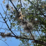 Cómo combatir las plagas en árboles de mezquite de forma efectiva