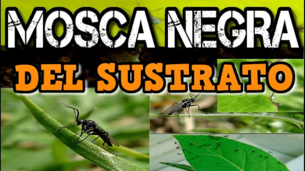 Cómo combatir moscas de la humedad en plantas de araña