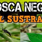 Cómo combatir moscas de la humedad en plantas de araña