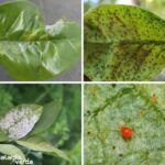 Cómo combatir plagas de insectos en limoneros de manera efectiva