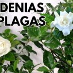 Cómo combatir plagas e insectos en las plantas de gardenia