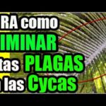 Cómo combatir plagas y enfermedades en las palmas de sagú