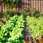 Cómo combinar flores y hortalizas en la interplantación