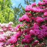 Cómo combinar rododendros con otras plantas en el jardín