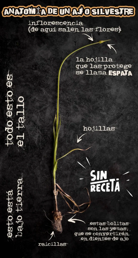 Cómo comer ajo silvestre del prado de forma segura