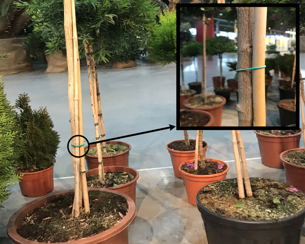 Cómo construir soportes para judías verdes enredaderas