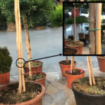 Cómo construir soportes para judías verdes enredaderas