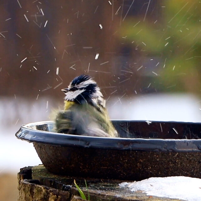 Cómo construir un Baño Caliente para Aves en Invierno