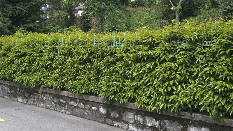 Cómo construir una cerca de viburnum dulce en tu jardín