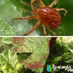 Cómo controlar ácaros araña en rosales de manera efectiva