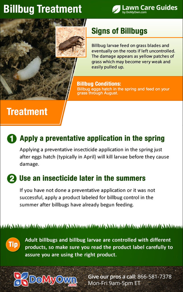 Cómo controlar billbugs en el césped de manera efectiva
