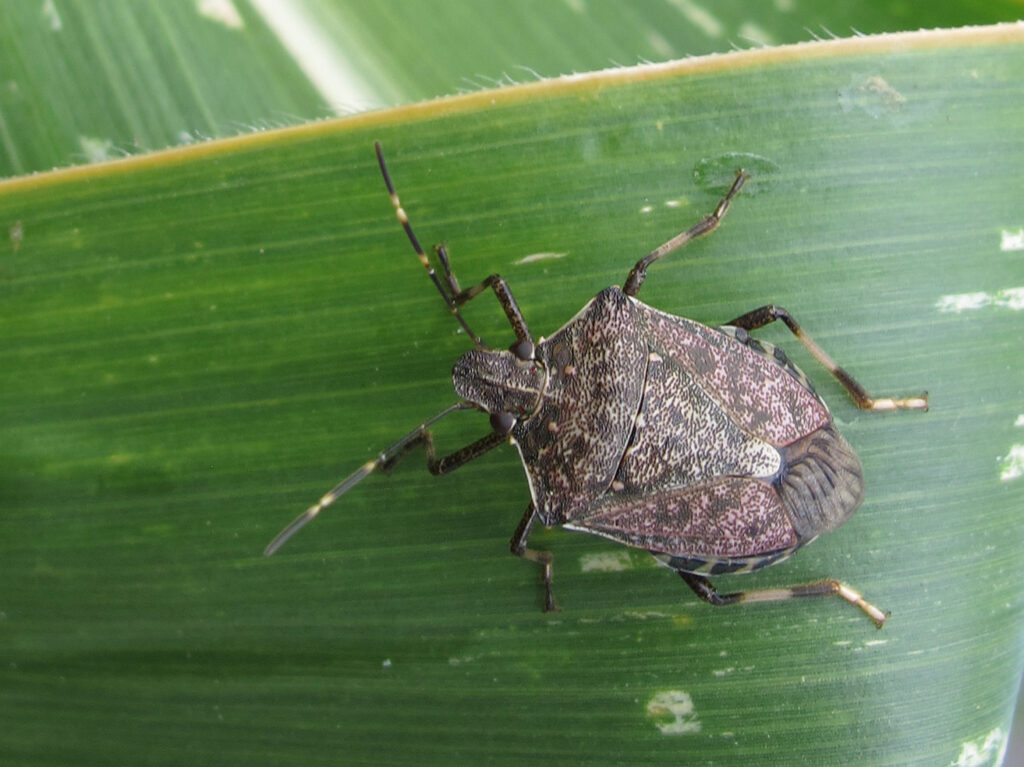 Cómo controlar chinches en jardines de forma efectiva