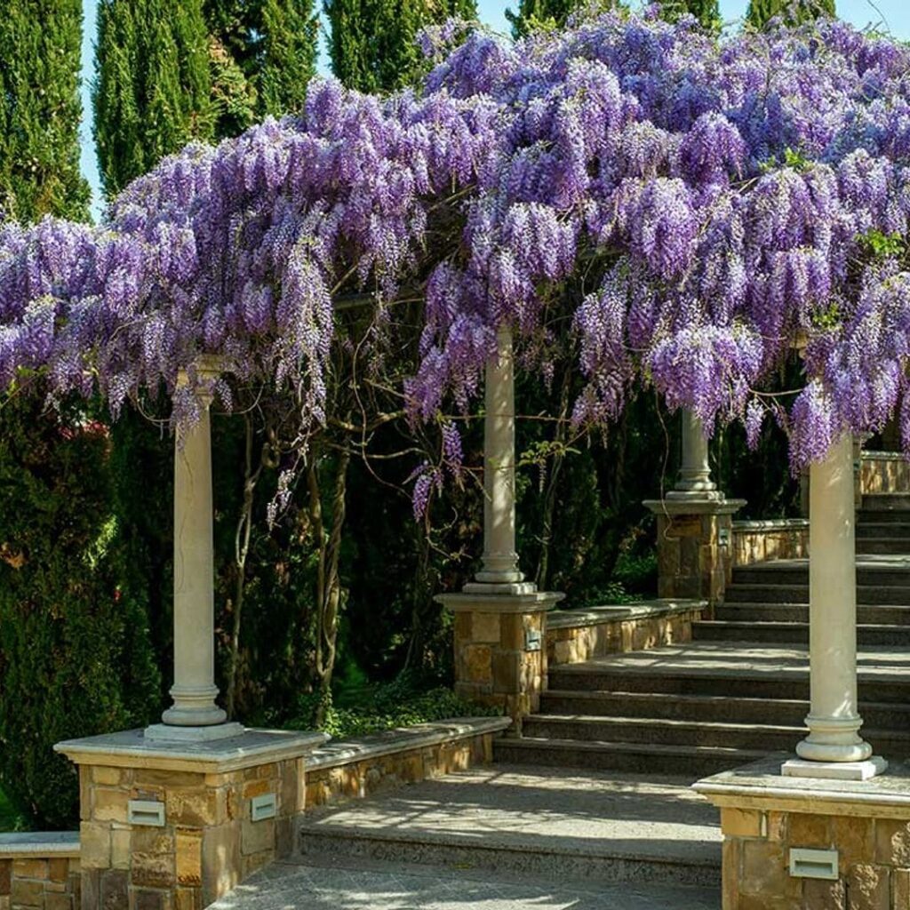 Cómo controlar el crecimiento de la wisteria en tu jardín