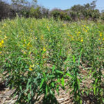 Cómo controlar el Crotalaria Vistoso en paisajes