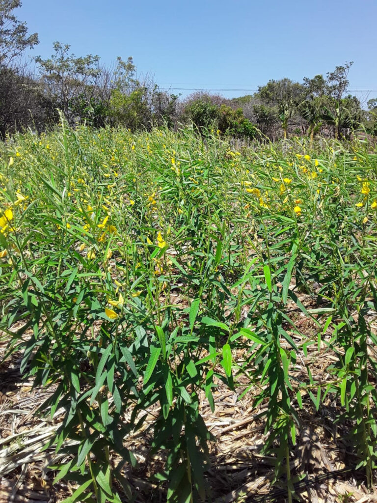 Cómo controlar el Crotalaria Vistoso en paisajes