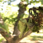 Cómo controlar el Fire blight en los árboles de níspero