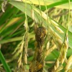 Cómo controlar el hongo negro smut que afecta a las plantas
