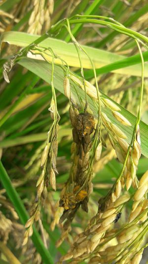 Cómo controlar el hongo negro smut que afecta a las plantas