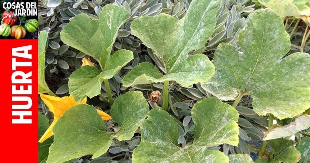 Cómo controlar el mildiu polvoriento en calabazas del huerto