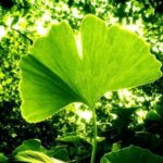Cómo controlar enfermedades en árboles de ginkgo biloba