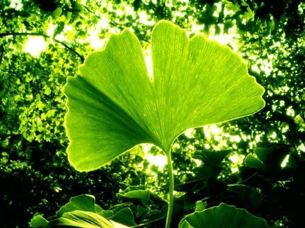 Cómo controlar enfermedades en árboles de ginkgo biloba