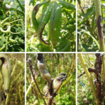 Cómo controlar enfermedades en cultivos de lupinos