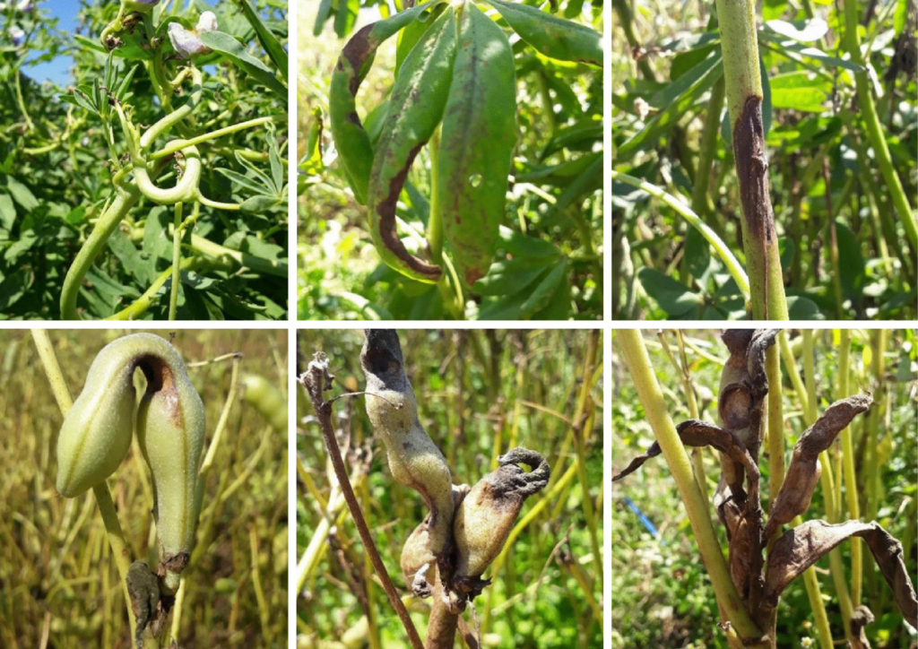 Cómo controlar enfermedades en cultivos de lupinos
