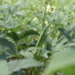 Cómo controlar enfermedades en plántulas de okra amarillas
