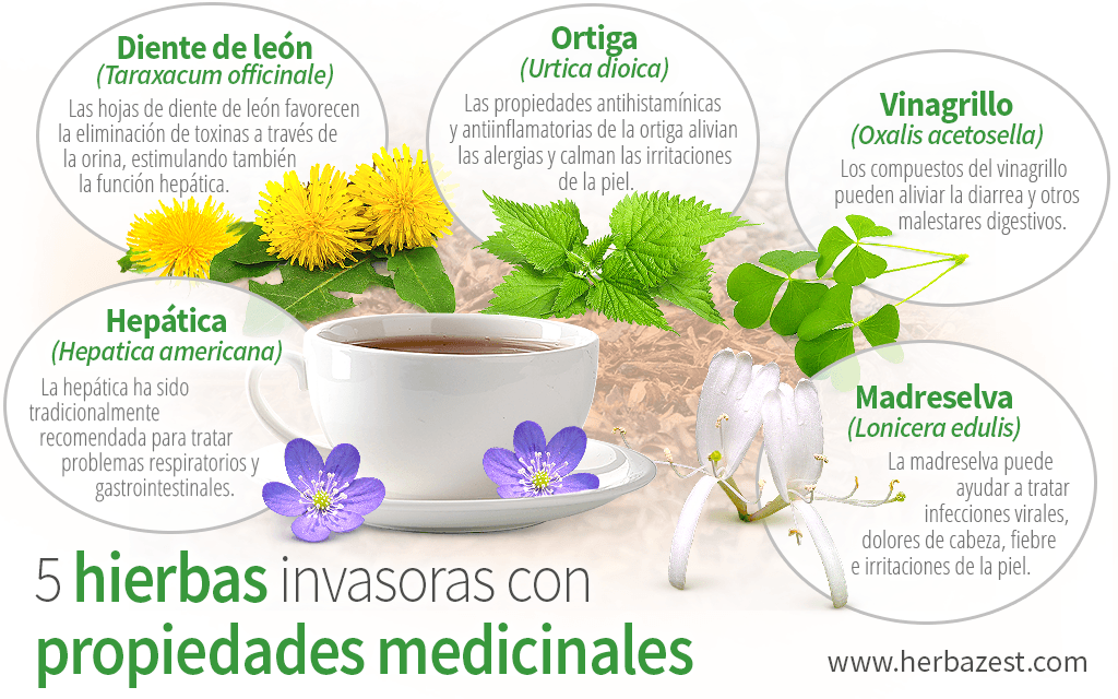 Cómo controlar hierbas invasoras en plantas aromáticas