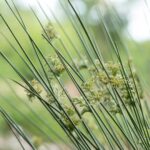 Cómo controlar juncos de estanque y promover su crecimiento