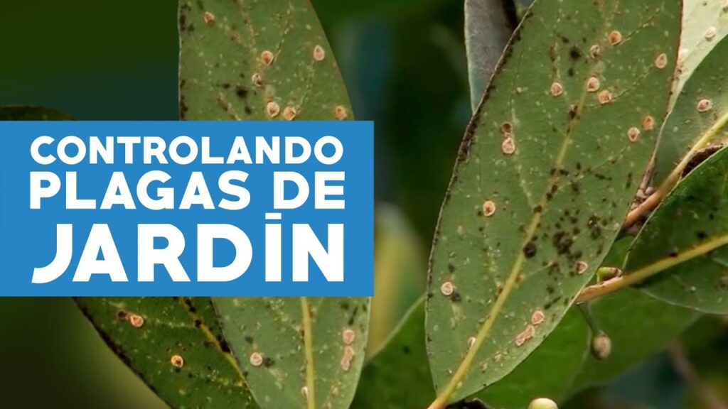 Cómo controlar la invasión de olvido-me-no en el jardín