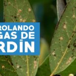 Cómo controlar la invasión de olvido-me-no en el jardín