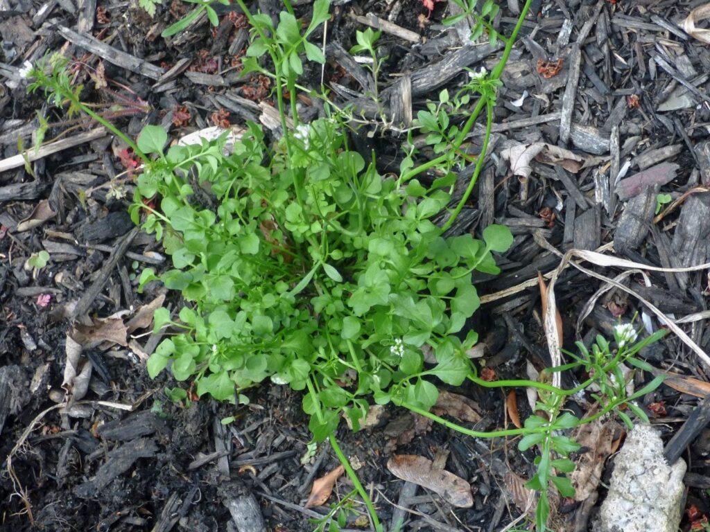 Cómo controlar la maleza Hairy Bittercress en tu jardín