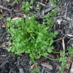 Cómo controlar la maleza Hairy Bittercress en tu jardín
