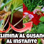 Cómo controlar la oruga del tabaco en geranios