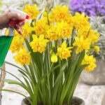 Cómo controlar la proliferación de narcisos en mi jardín